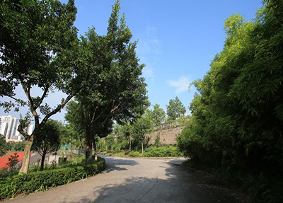 校园小径