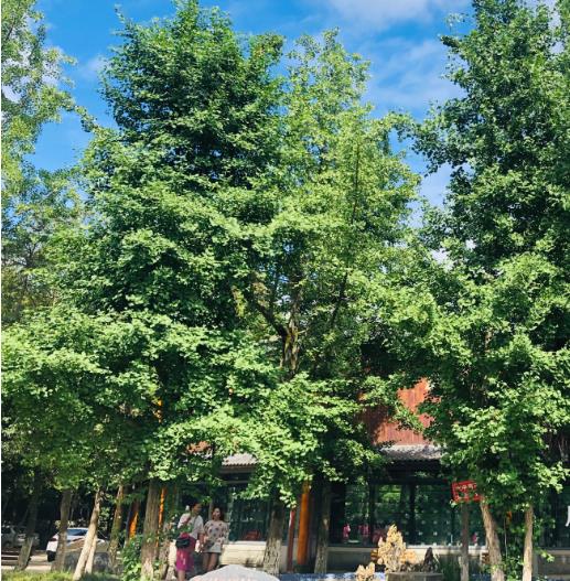 成都华大医药卫生学校好不好 学校怎么样--校园环境