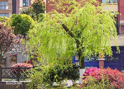 学校美景