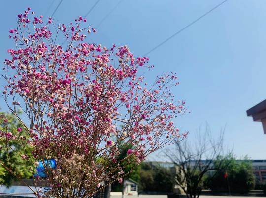 成都华大医药卫生学校好不好 学校怎么样-校园环境