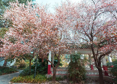 说说四川文轩职业学校学幼师好不好 怎么样 配图片